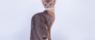 абиссинская кошка голубого окраса