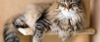 Asthma in cats: how to diagnose and treat?