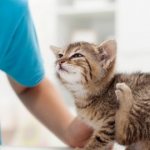 Аверсектиновую мазь можно использовать для лечения молодых кошек