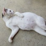 Беременная кошка