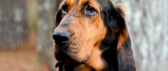 Bloodhound close-up photo