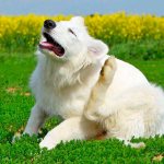 Блохи у собак: причины и признаки появления, способы выведения