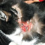 Блошиный аллергический дерматит у кошек лечение