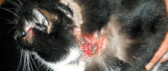 Блошиный аллергический дерматит у кошек лечение