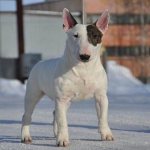 Fighting-breeds-of-dogs-Descriptions-names-and-types-of-fighting-dogs-2