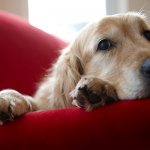 Liver diseases in dogs