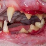 Болезни полости рта у кошек фото
