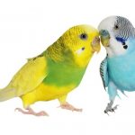 болезни волнистых попугаев