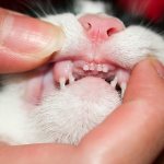 Болезни зубов у кошек