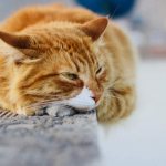 Бронхит у кошек: симптомы и лечение