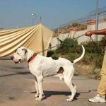 Булли-кутта-собака-Описание-особенности-характер-уход-и-цена-породы-булли-кутта-7