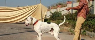Bully-cutta-dog-Description-features-character-care-and-price-of-the-bully-cutta-breed-7