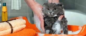 Частота мытья кошек