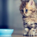 What to feed a kitten. Read the article for a complete guide. 