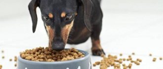 What to feed your dachshund