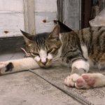 Чем помочь кошке с мочекаменной болезнью