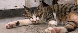 How to help a cat with urolithiasis