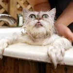 Чем помыть кошку, если нет специального шампуня