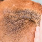 Черный акантоз (черные пятна) у собак: лечение темных точек на коже