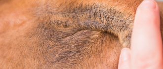 Черный акантоз (черные пятна) у собак: лечение темных точек на коже