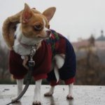 Chihuahua in a warm suit