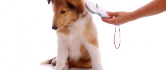 Microchipping of dogs