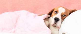 What to give your dog for pain