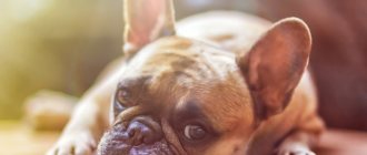 What can cause internal bleeding in a dog?