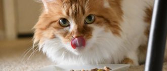 Что такое корм холистик для кошек