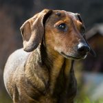 Что такое параанальные железы у собак