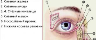 What is the third eyelid (tear) in humans?