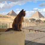 Egyptian nicknames for cats and kittens