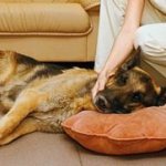 эпилепсия - причина судорог у собаки
