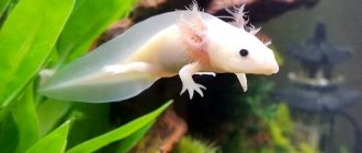 Photo: Axolotl