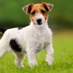 Photo of Jack Russell Terrier