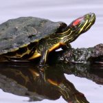 Фото: Красноухая черепаха