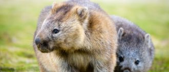 Photo: Animal wombat