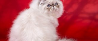 Himalayan cat on a red background