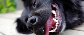 gingivitis in dogs, or gum disease in dogs