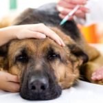 Hypothyroidism in dogs – lack of hormone secretion