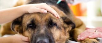 Гипотиреоз у собак – недостаток гормоносекреции