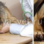 глаукома у собаки лечение