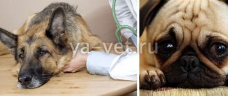 глаукома у собаки лечение