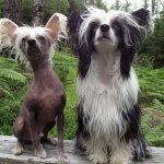 Голая и пуховая китайские собаки