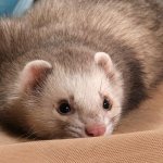The ferret is an animal that is easy to tame