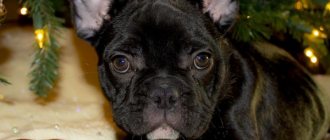 Bulldog tail. Are French Bulldogs born with tails and are they docked - what should a Bulldog&#39;s tail be like? 