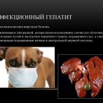 Инфекционный гепатит у собак