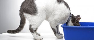 How often should a cat pee