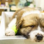 How does anesthesia work for dogs?