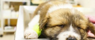 How does anesthesia work for dogs?